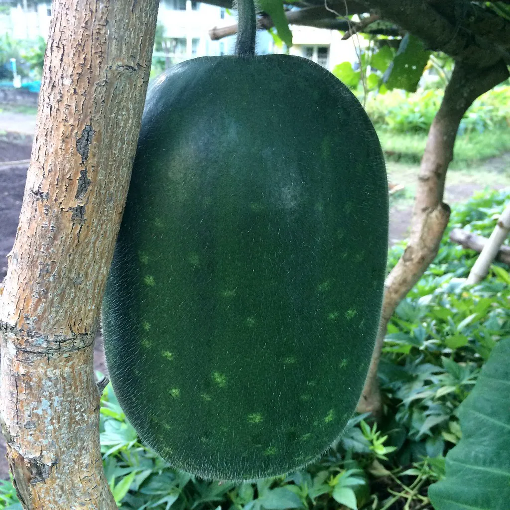 Ash Gourd — Winter melon (Benincasa.