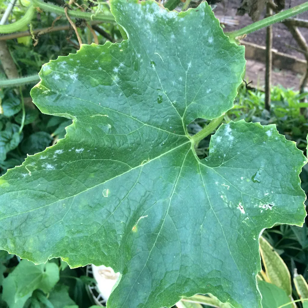Ash Gourd — Winter melon (Benincasa hispida): Powdery.