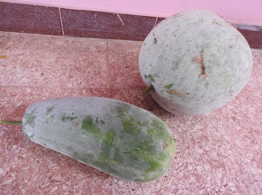 Mature ash gourds (Benincasa hispida) with waxy skin