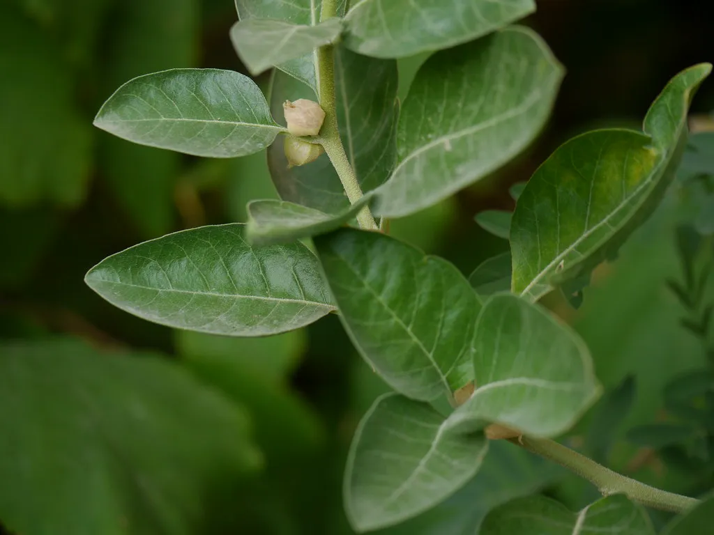 Ashwagandha plant with small flowers on a hairy green stem.