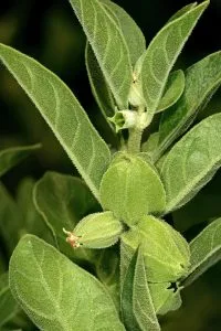 How to Grow Ashwagandha