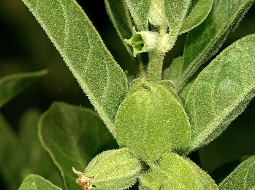 Ashwagandha