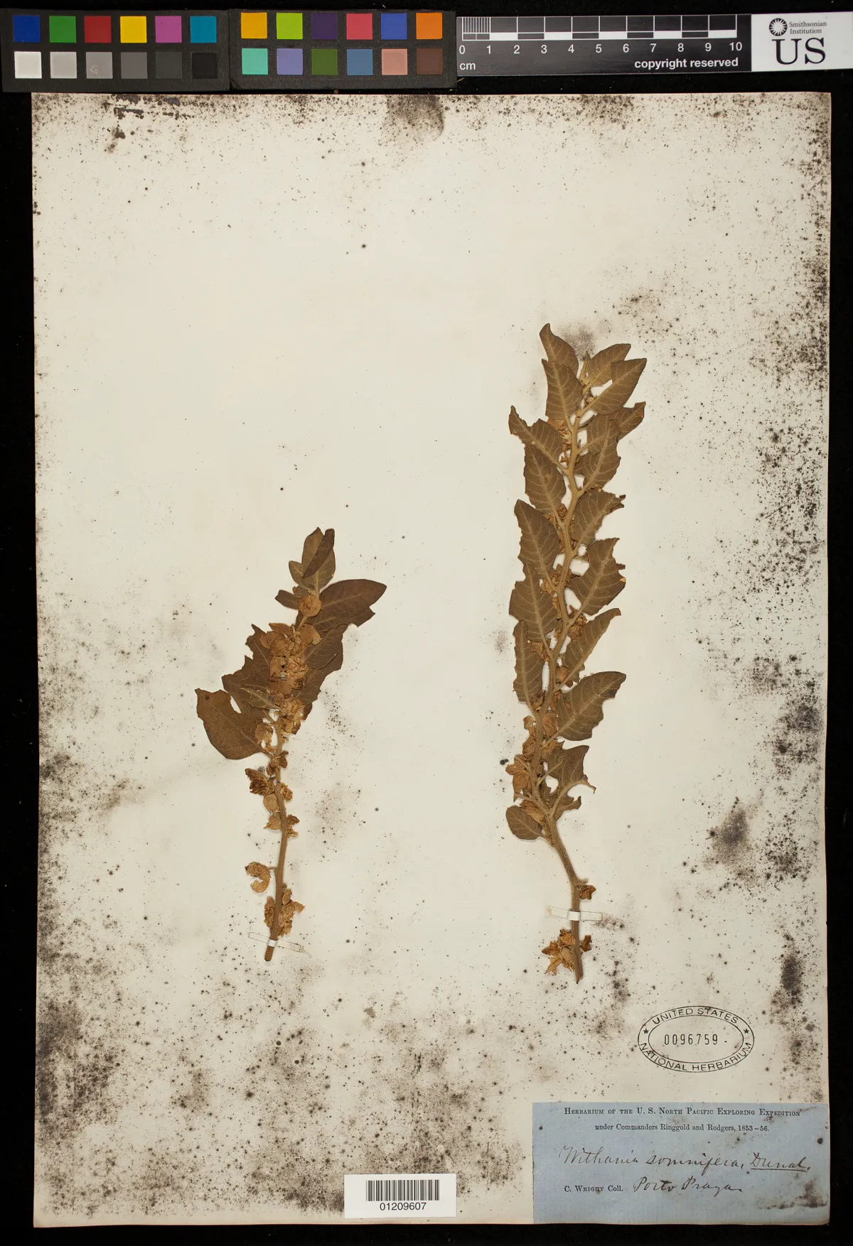 Ashwagandha shrub with green berries and small flowers.