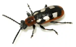 Asparagus Beetle