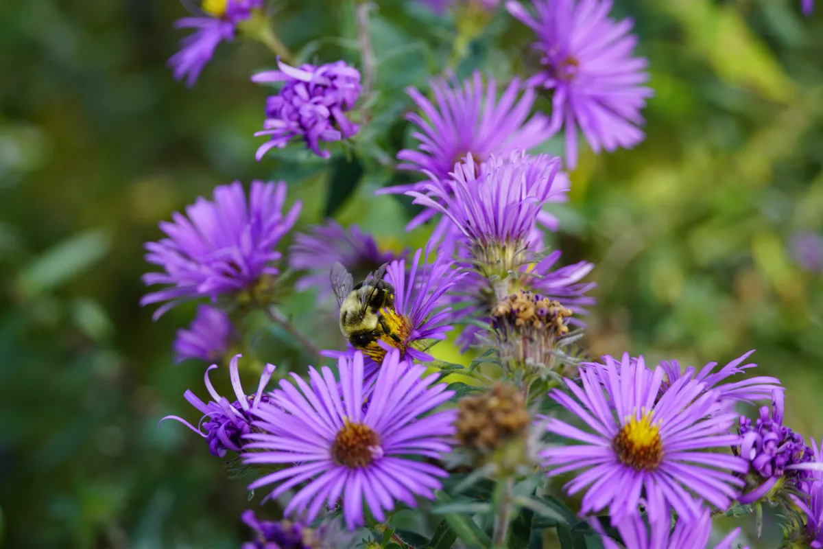 New England Aster flowers.