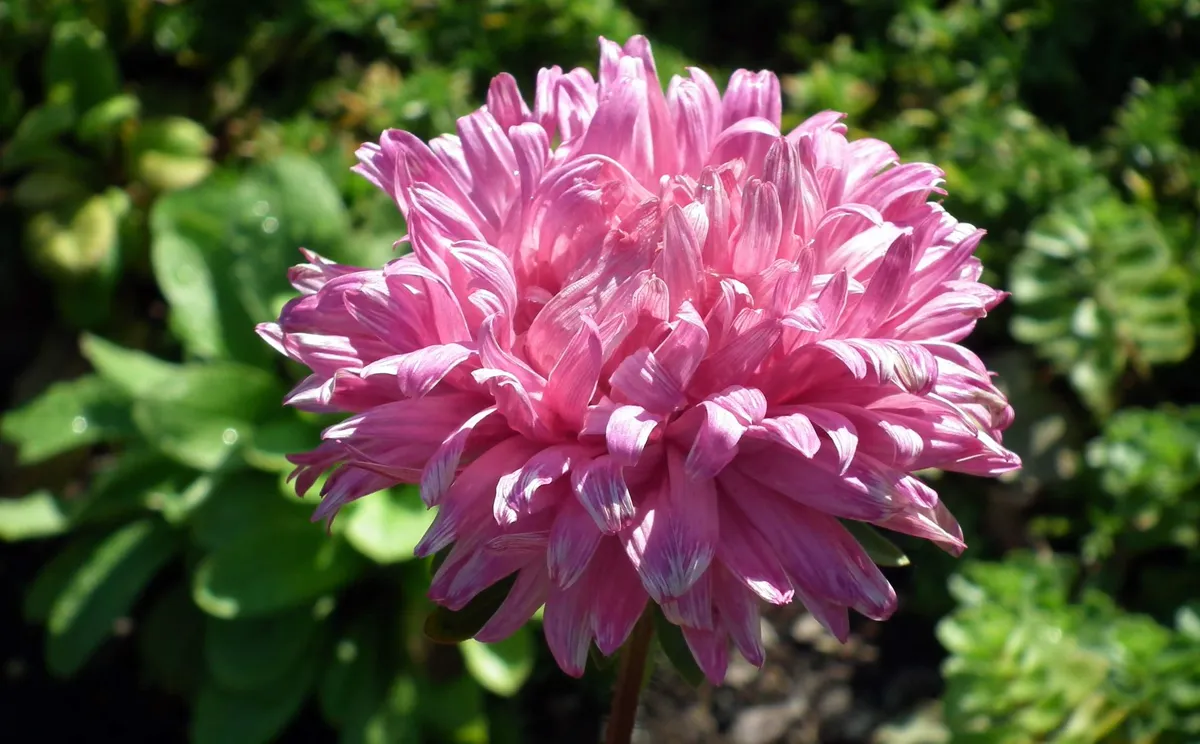 Pink aster flower in full bloom with green background.