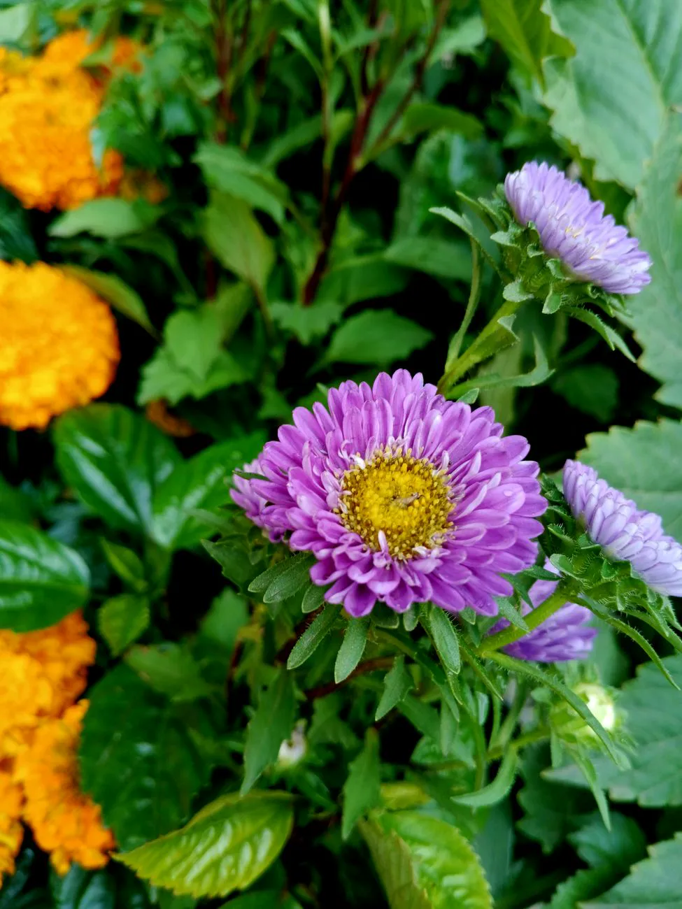 Aster — close-up of purple asters and orange marigolds in garden setting.