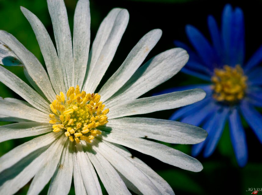 How to Grow Asters (A Spectacular Fall Finale)