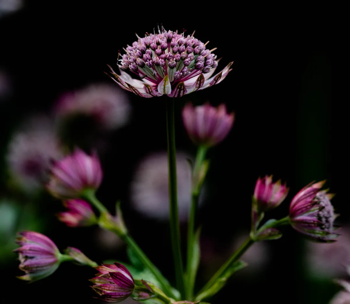 Close-up of a blooming pink Astrantia flower surrounded by buds, set against.