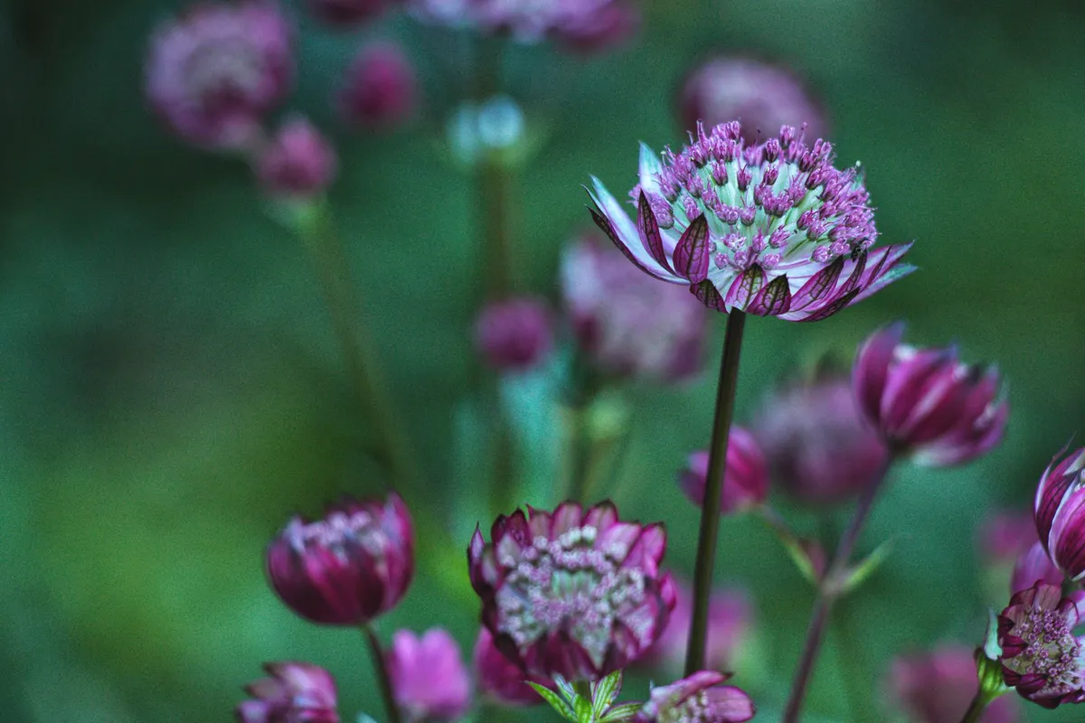 Close-up of astrantia flowers in full bloom with green background.