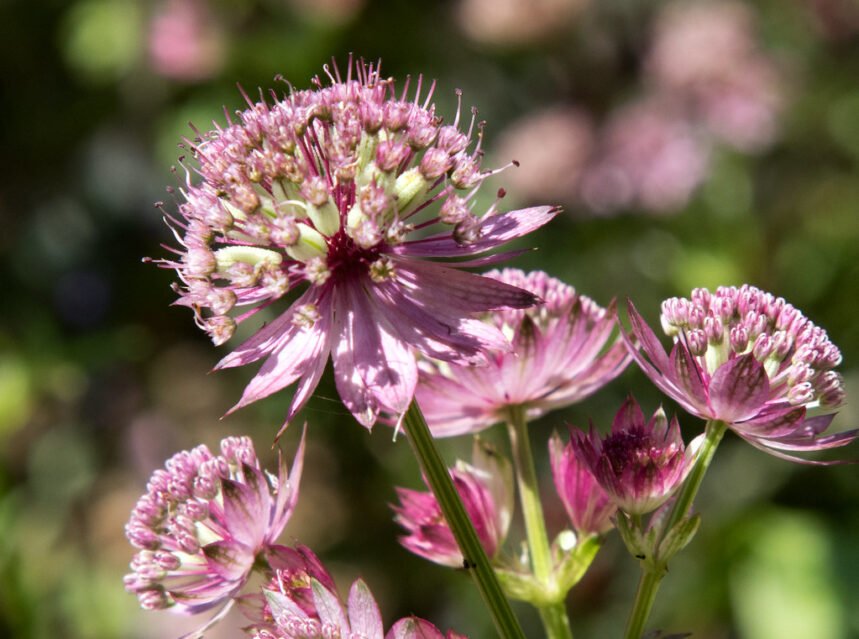 Pink astrantia masterwort star flowers