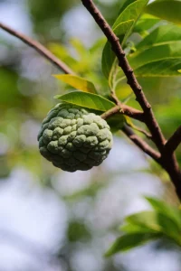 Atemoya