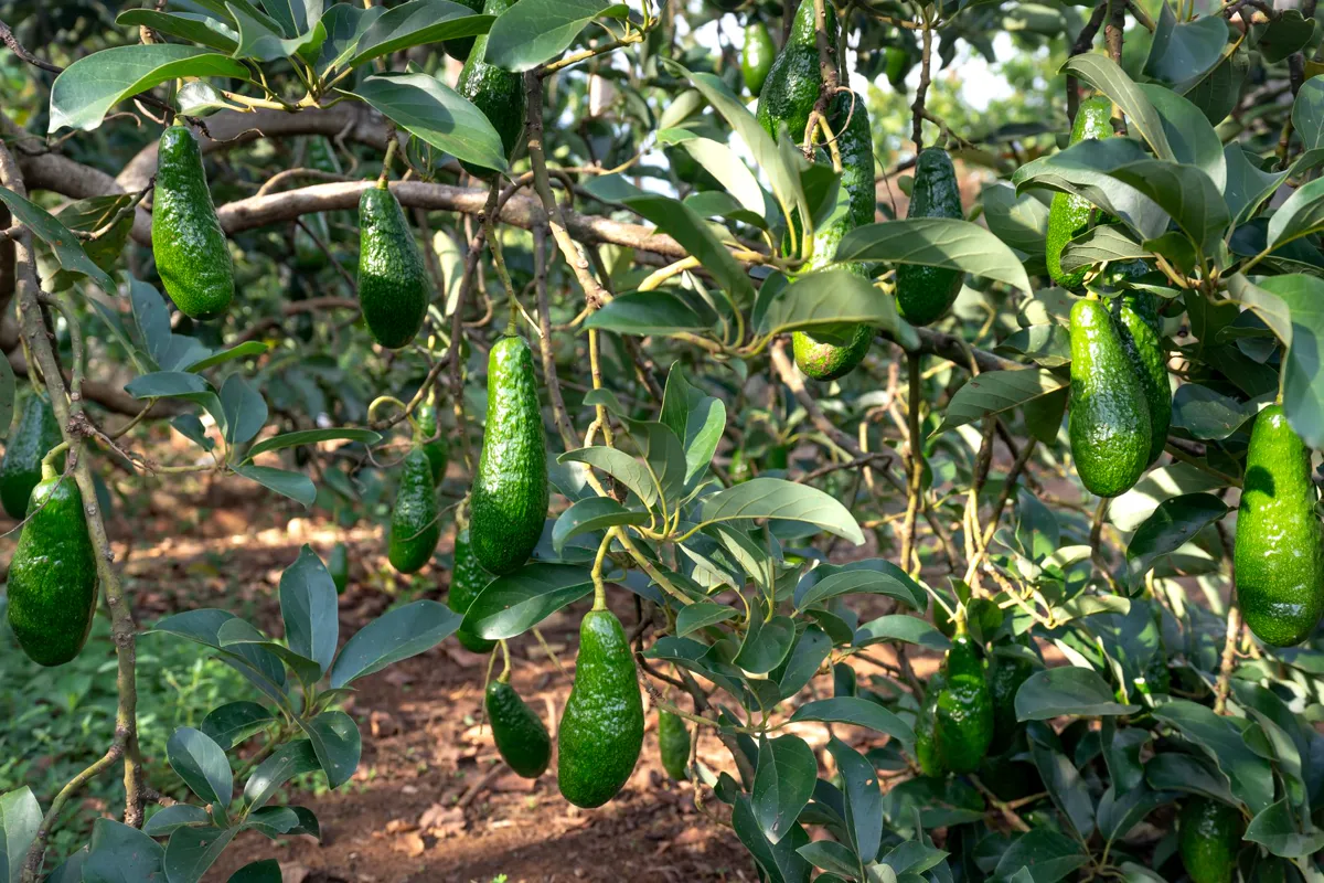 Close-up of a with green unripe fruits hanging from branches.