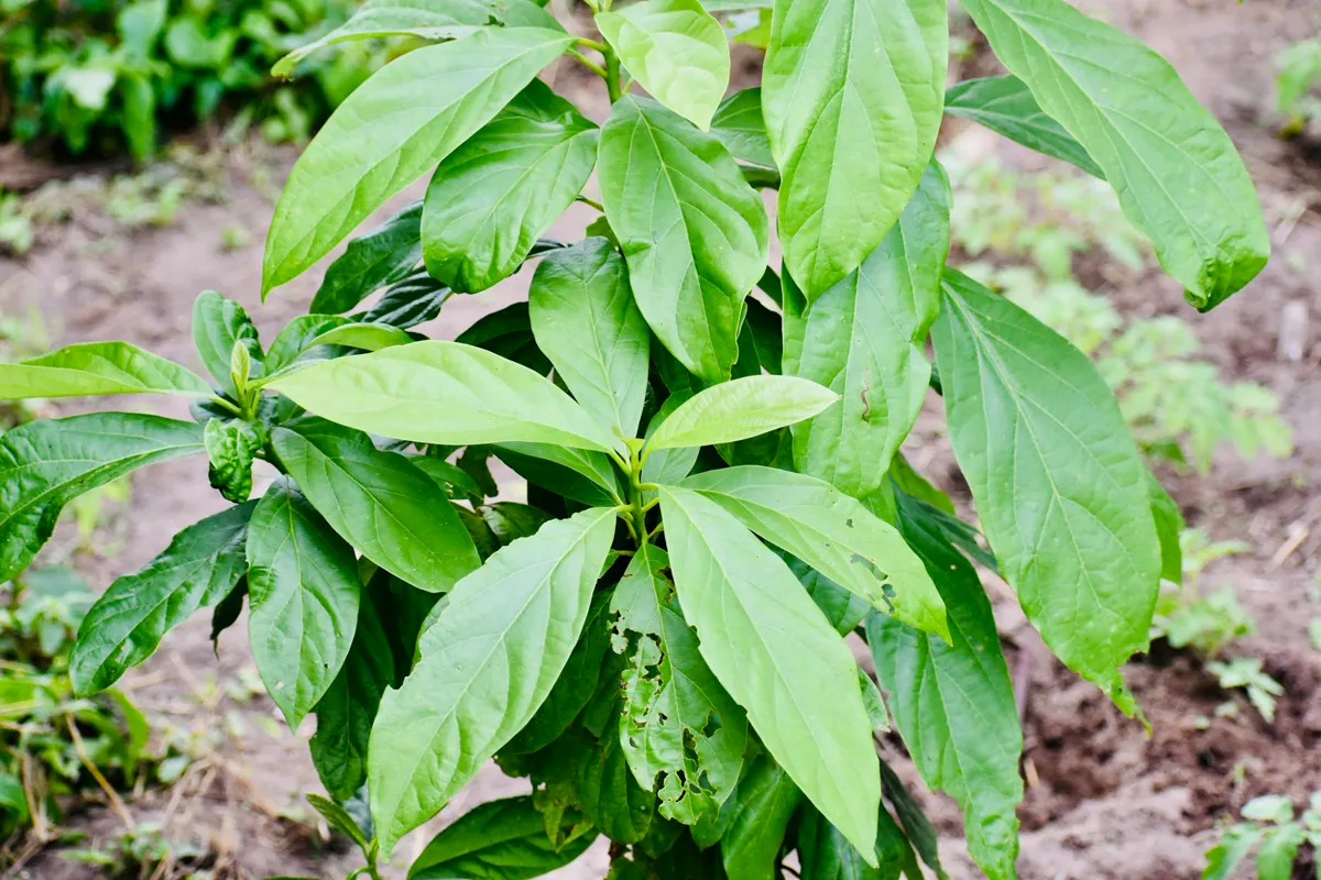 Close-up of a green avocado plant with healthy foliage in an outdoor setting.