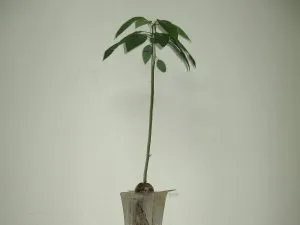 How to Grow an Avocado Tree