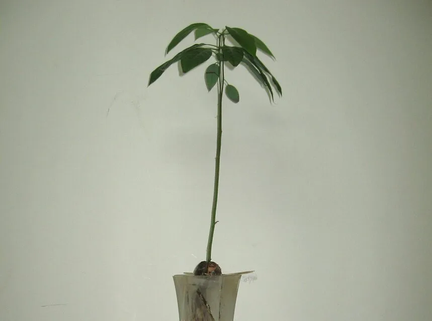 Avocado tree
