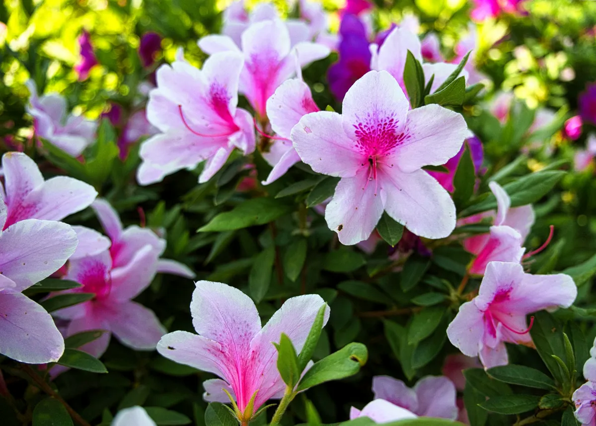 Pink azaleas blooming in a Tokyo garden.