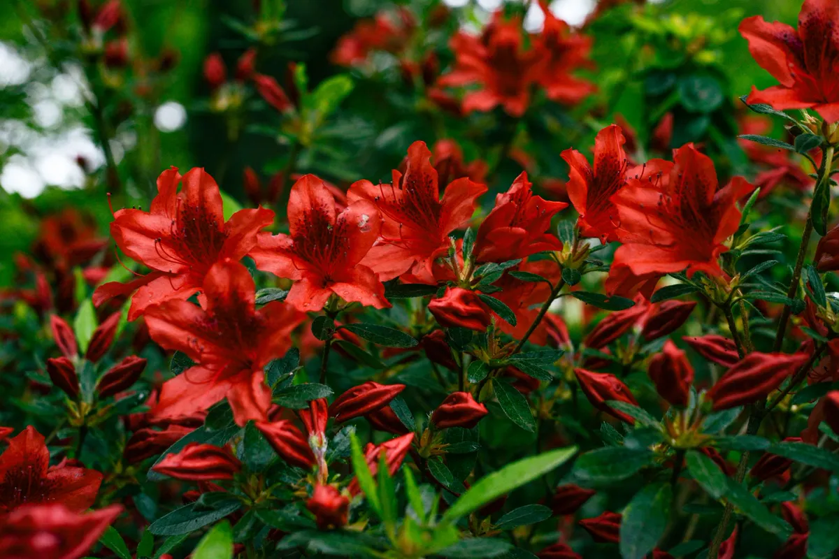 Close-up of bright red azaleas in full bloom.