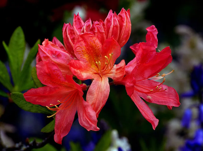 How to Grow Azaleas (Brilliant Spring Shrubs)