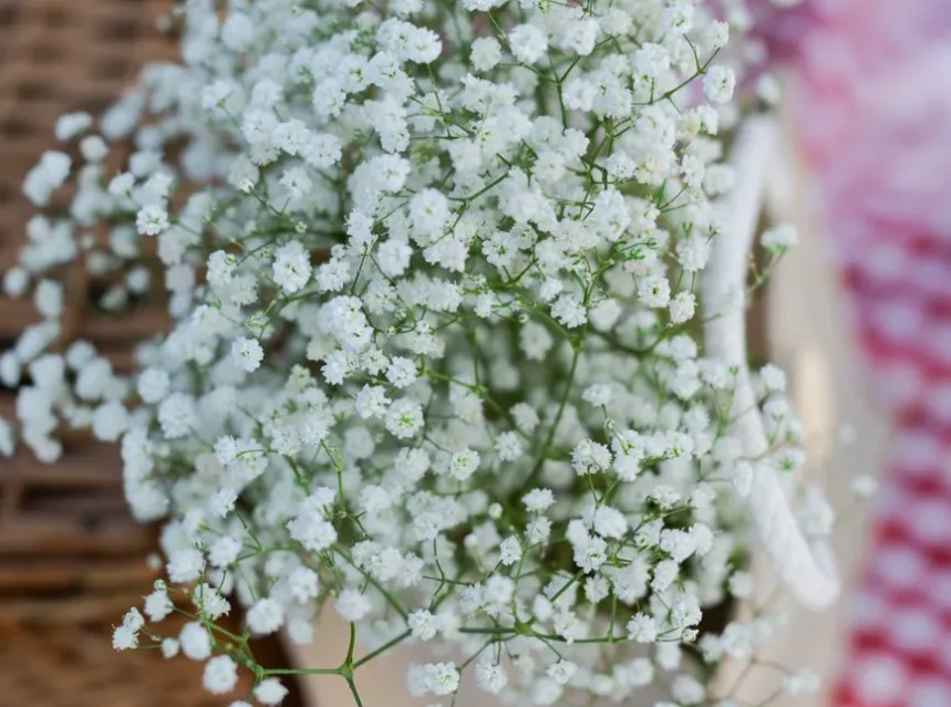 Babys breath