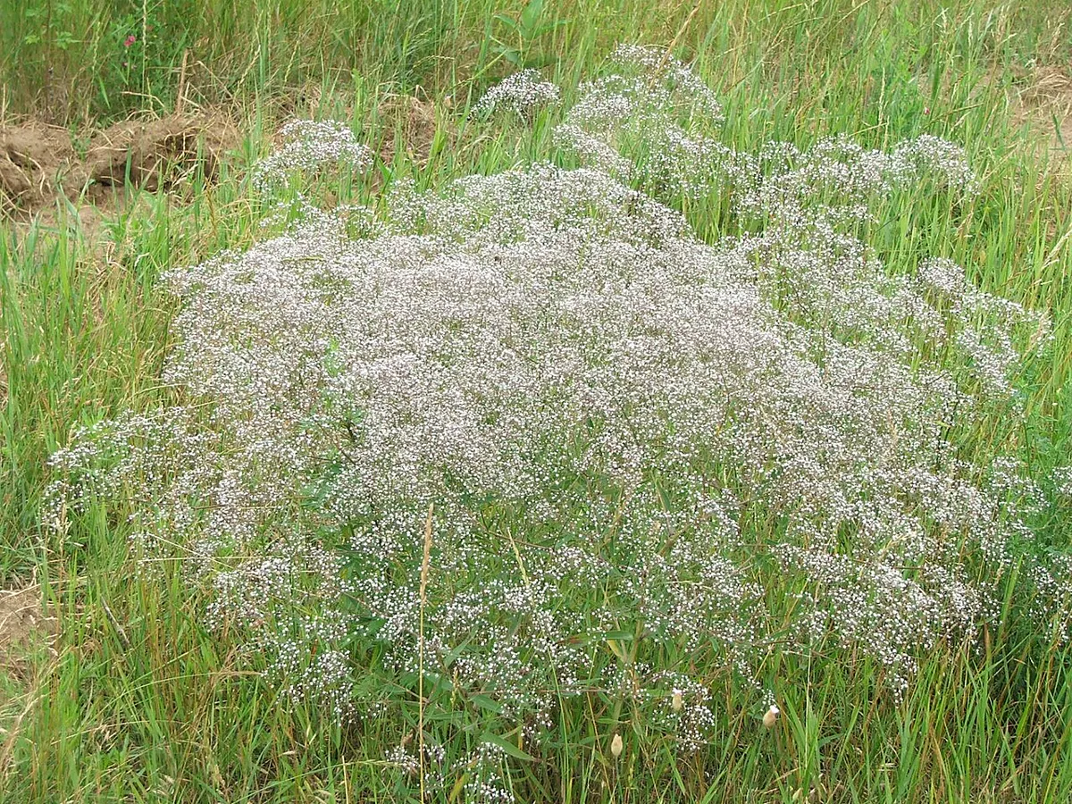 Babys Breath — Gypsophila.