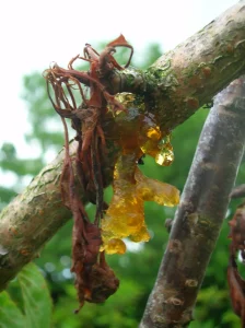 Bacterial Canker