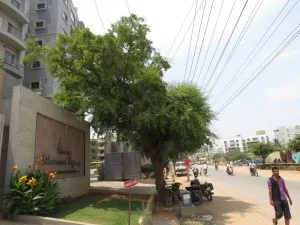 How to Grow a Bael Tree (Wood Apple)