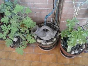 Balcony Gardening in India: How to Grow a Lot in a Small Space
