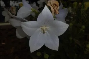 How to Grow Balloon Flower (Platycodon)