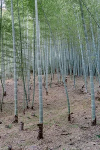 How to Grow Bamboo