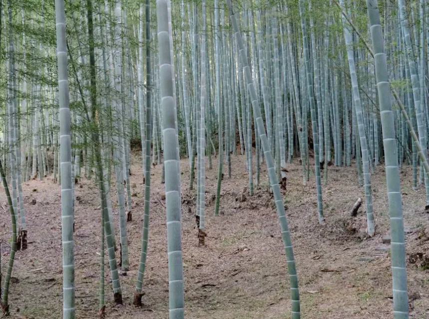 Bamboo