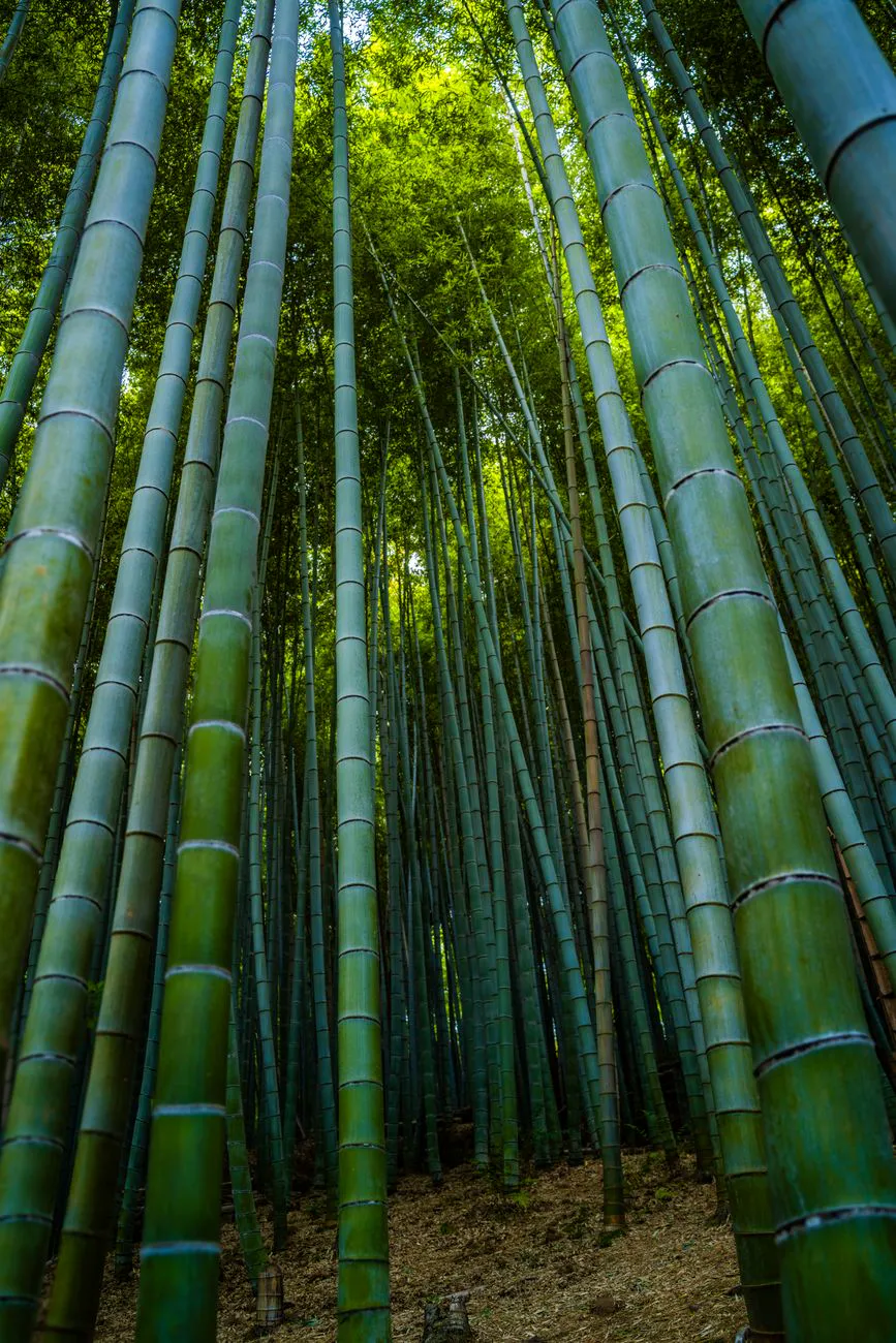 Tall bamboo stalks reaching skywards in Arashiyama, Kyoto, Japan.