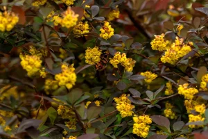 How to Grow Barberry