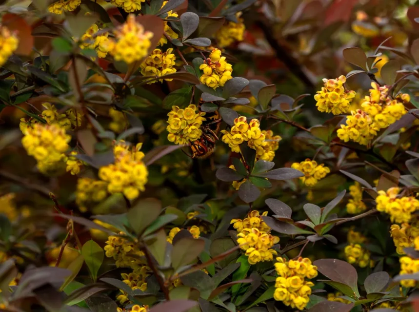 Purple-leaved barberry covered in hanging yellow flower clusters with a bee feeding