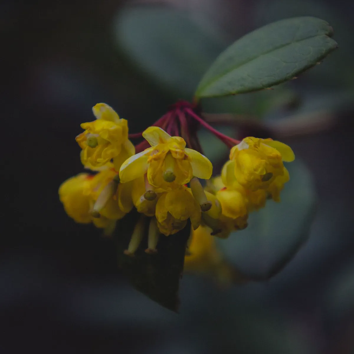 Close-up of hanging yellow barberry flowers on red flower stalks