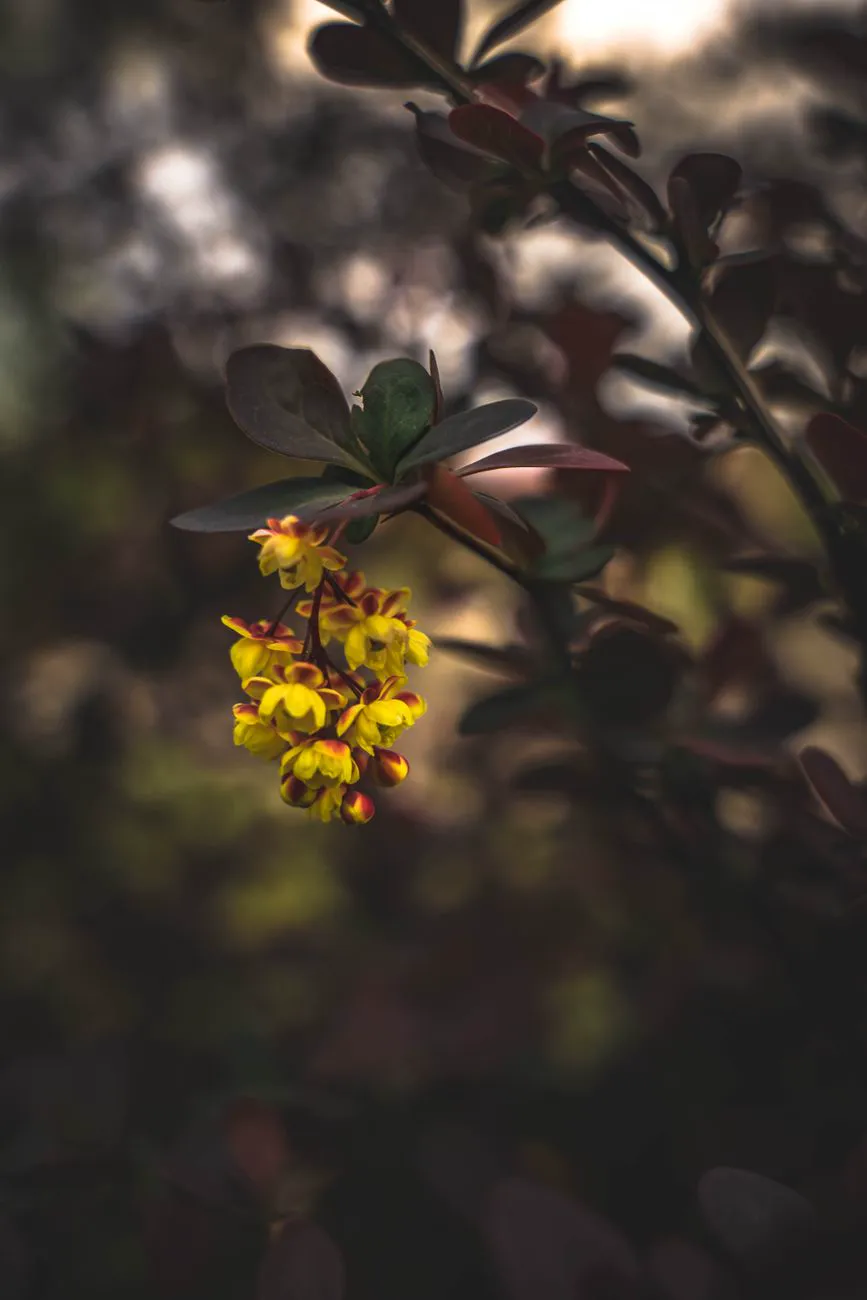 Barberry branch with purple foliage and a hanging cluster of yellow flowers