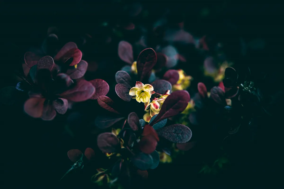 Deep purple-red barberry foliage in low light