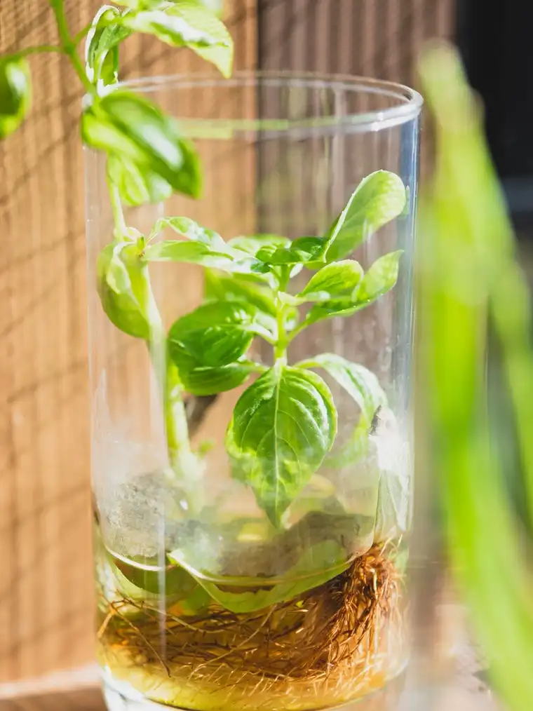 Basil roots growing in a glass of water on a windowsill.