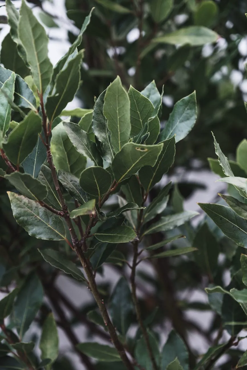 Bay Leaf — Fresh green aromatic leaves of bay laurel tree growing in garden on sunny.