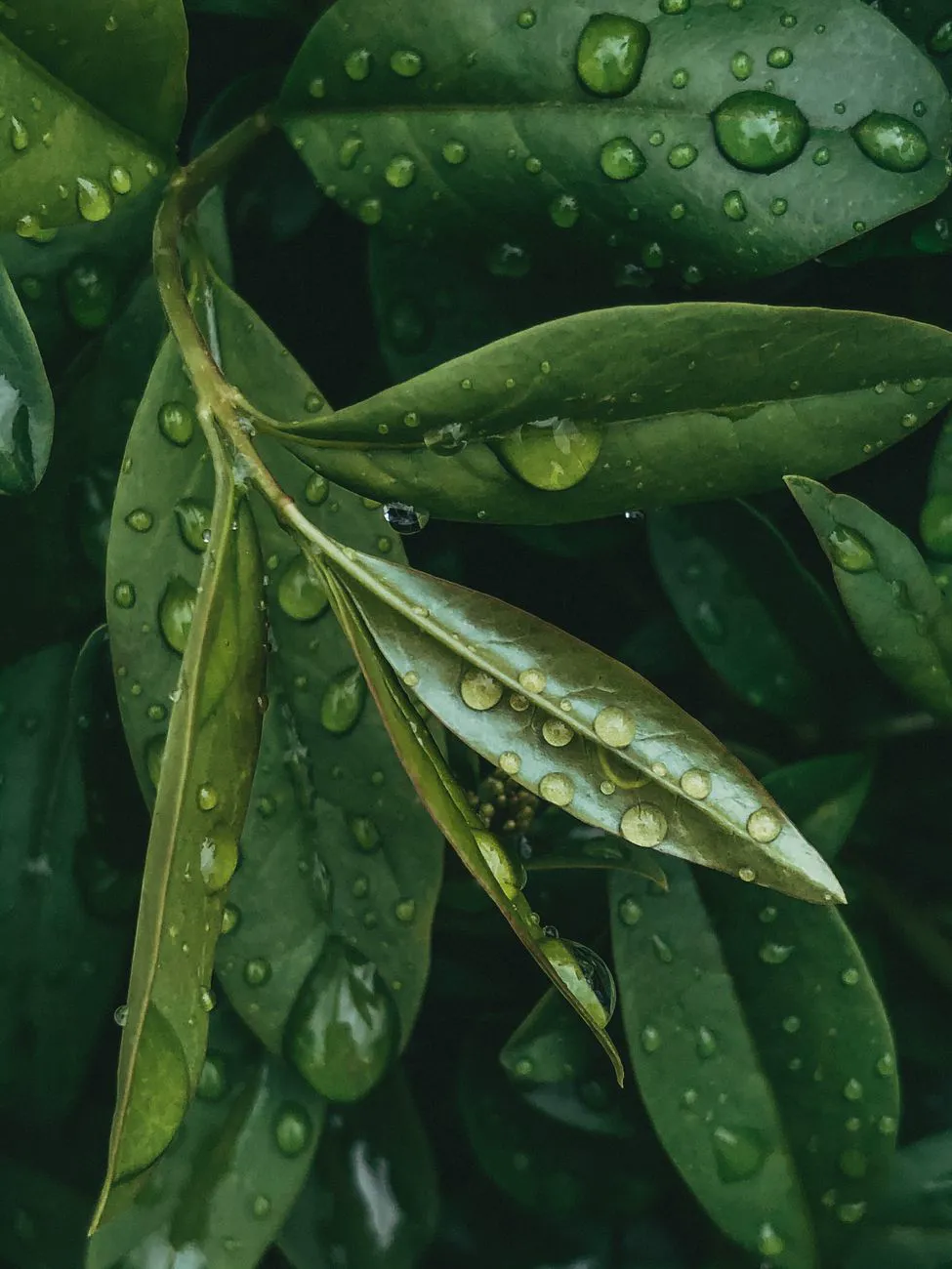 A detailed shot of green bay laurel leaves with glistening water droplets.