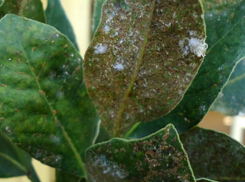 Bay Leaf