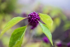 How to Grow Beautyberry