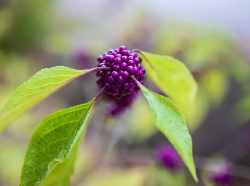 Tight cluster of glossy violet beautyberry fruits between pale green pointed leaves