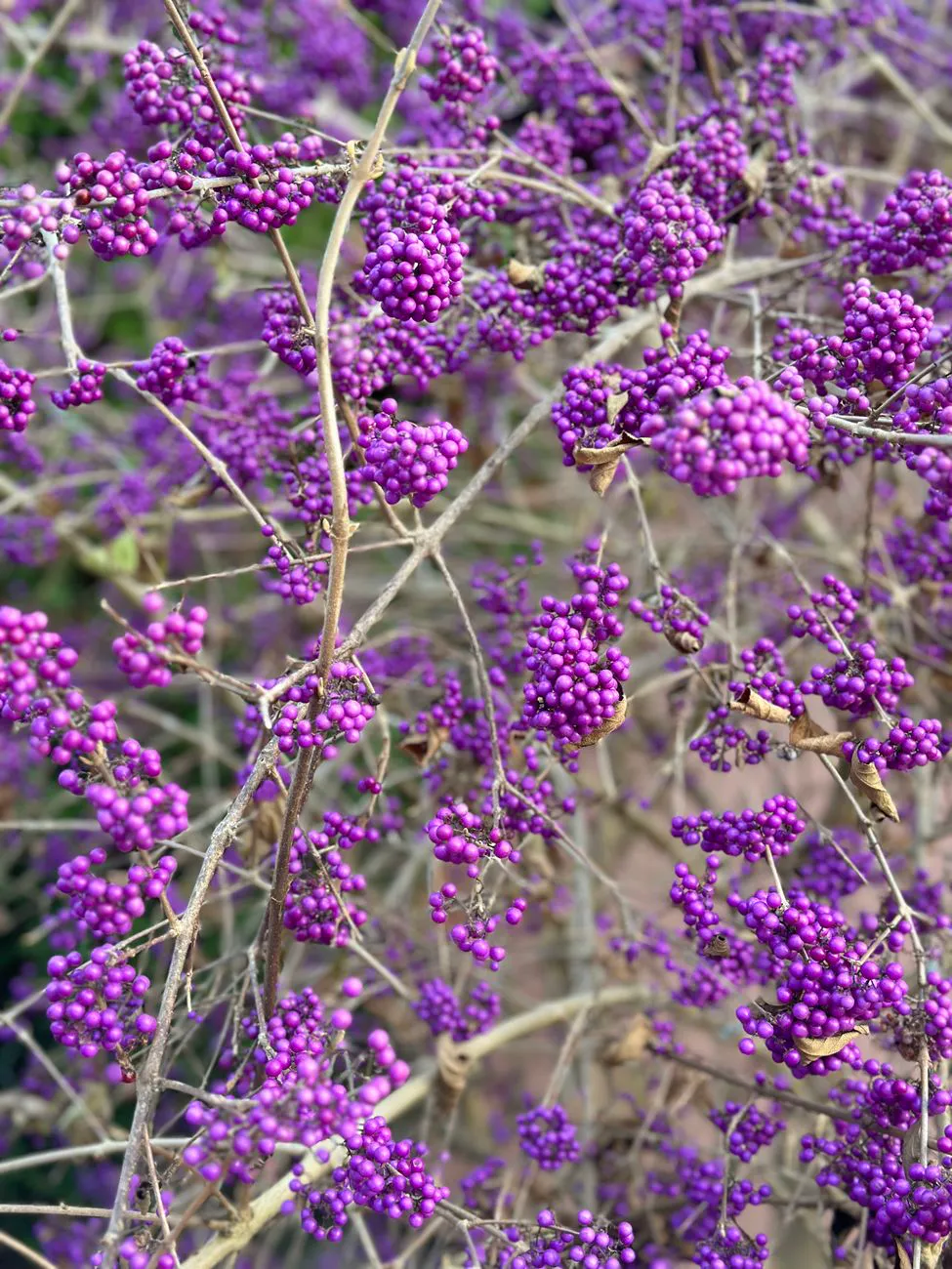 Arching stems of Asian beautyberry covered in violet berry clusters