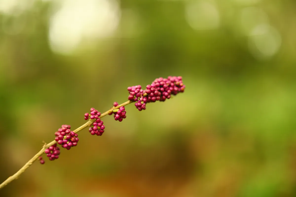 Pink-magenta beautyberry berry clusters along an arching stem
