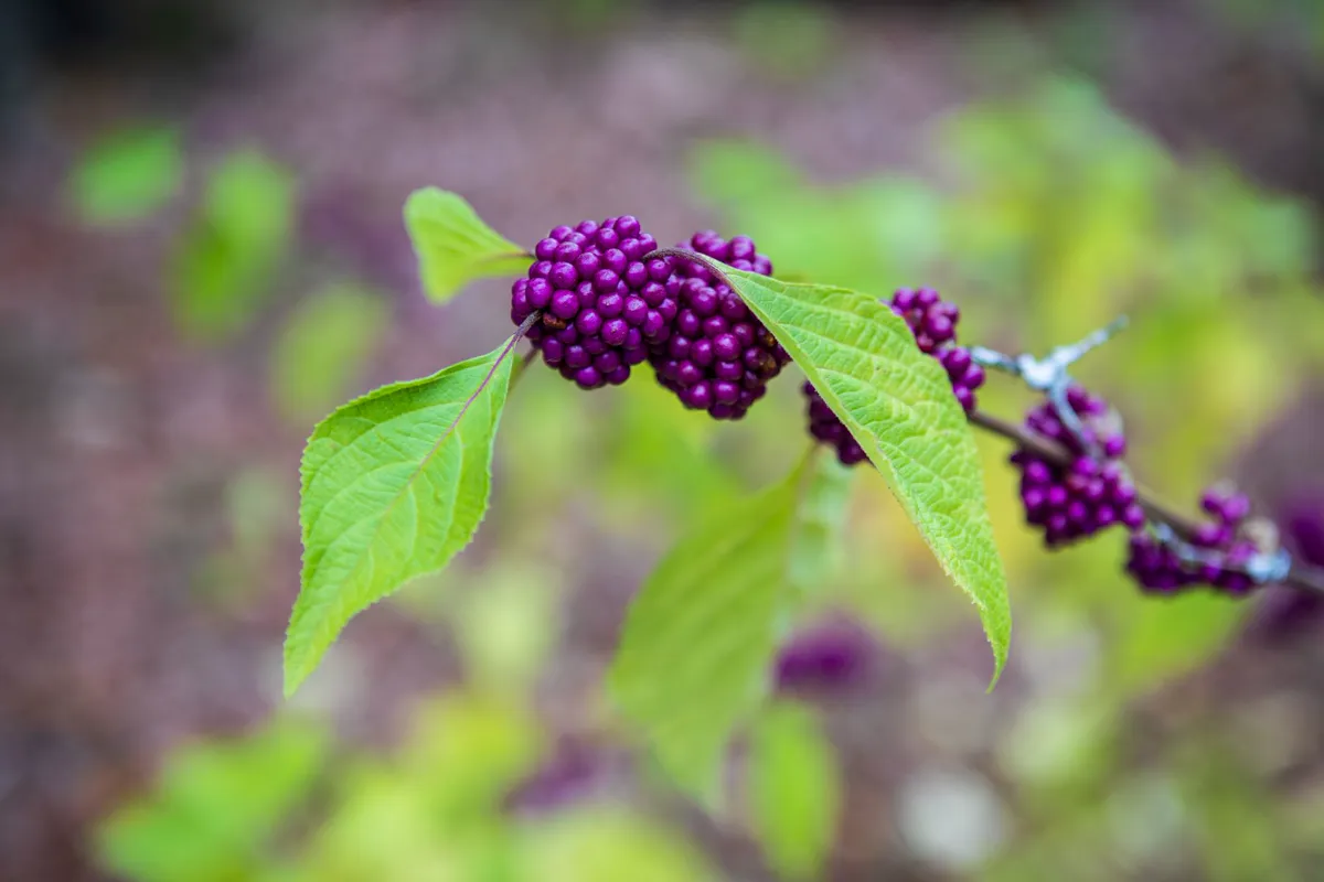 Violet beautyberry clusters and green leaves on an arching branch