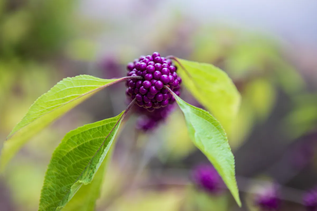 Cluster of bright purple beautyberry fruit at a leaf joint