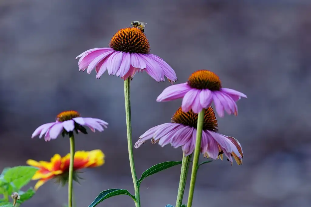 Honeybee feeding on a drift of purple coneflowers.