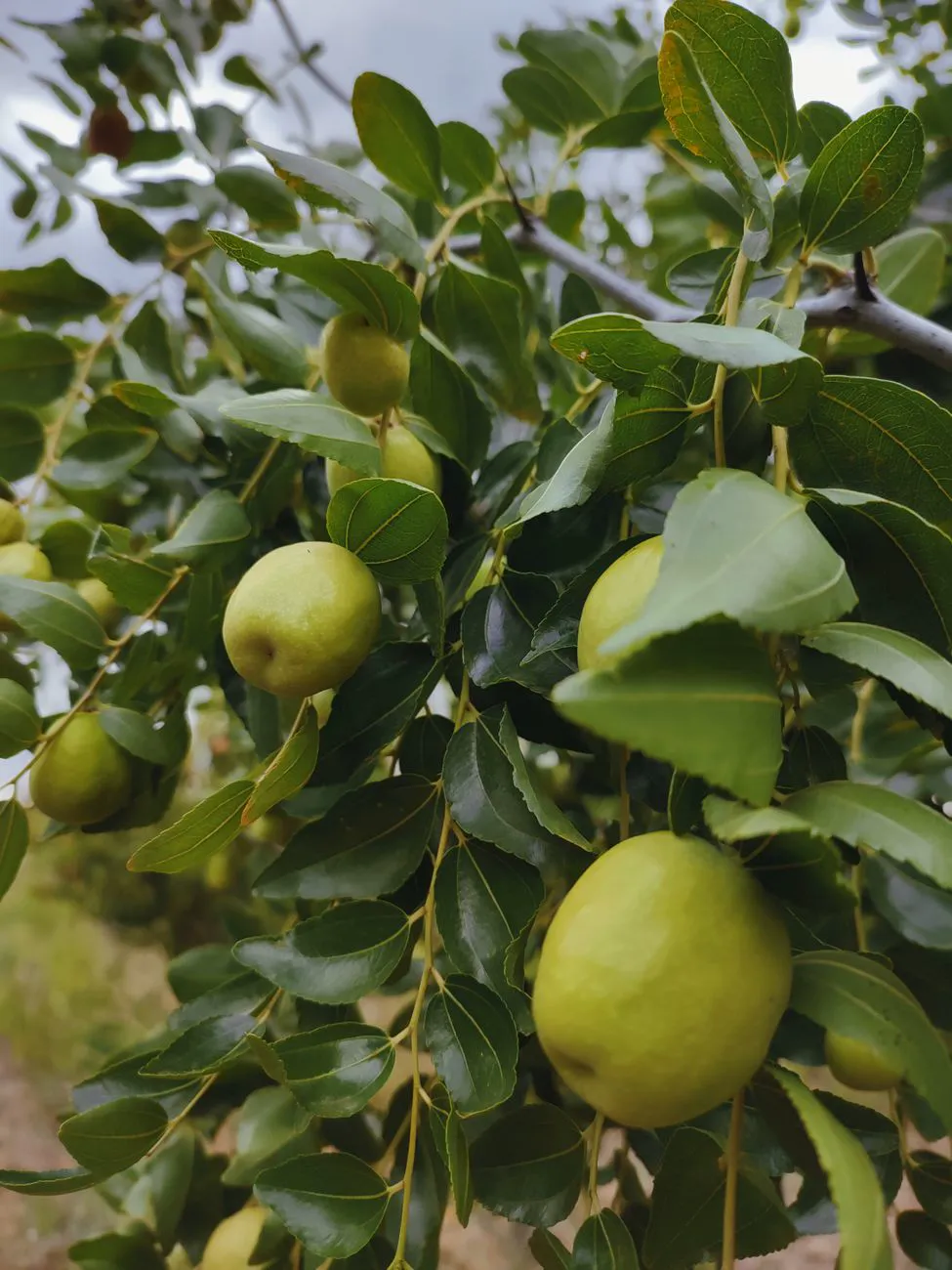 How to grow ber — ripe Indian jujube fruit on a thorny branch