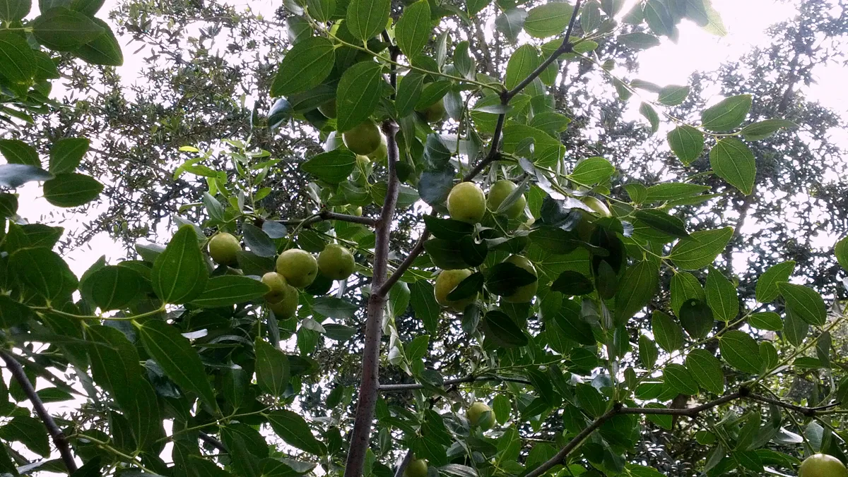 Ber — Ziziphus jujuba 'Li' with fruit in mid summer live oak in background